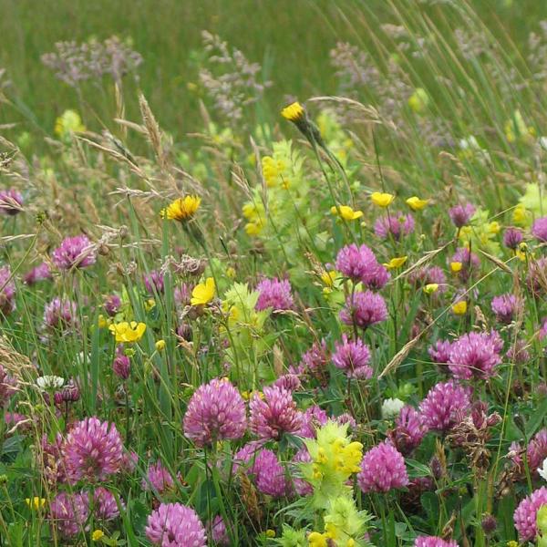 En rigtig blomstereng i Naturpark Nissum Fjord