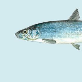 fisk, helt, Nissum Fjord dagen 2023